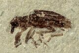 Detailed Fossil True Weevil (Curculionidae) - Bois d’Asson, France #256734-1
